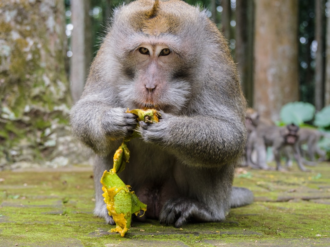 brown monkey eating yellow and green fruit