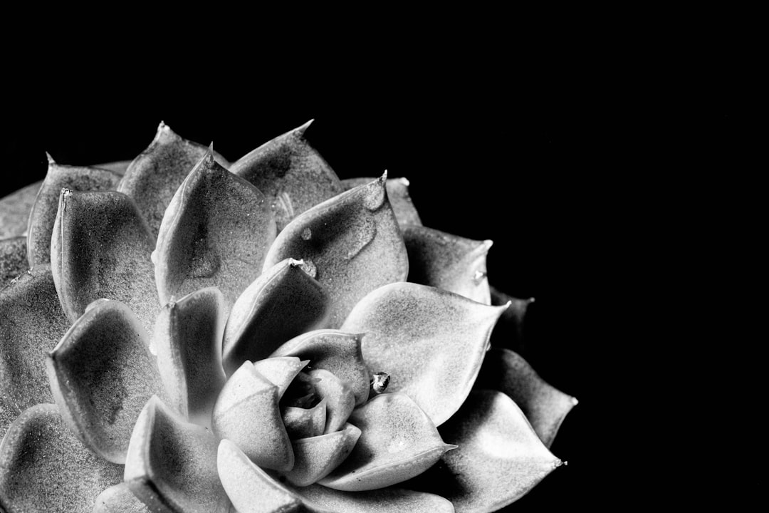 a black and white photo of a flower