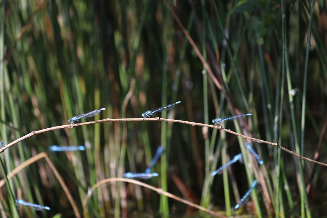 a close up of a plant with small blue bugs on it