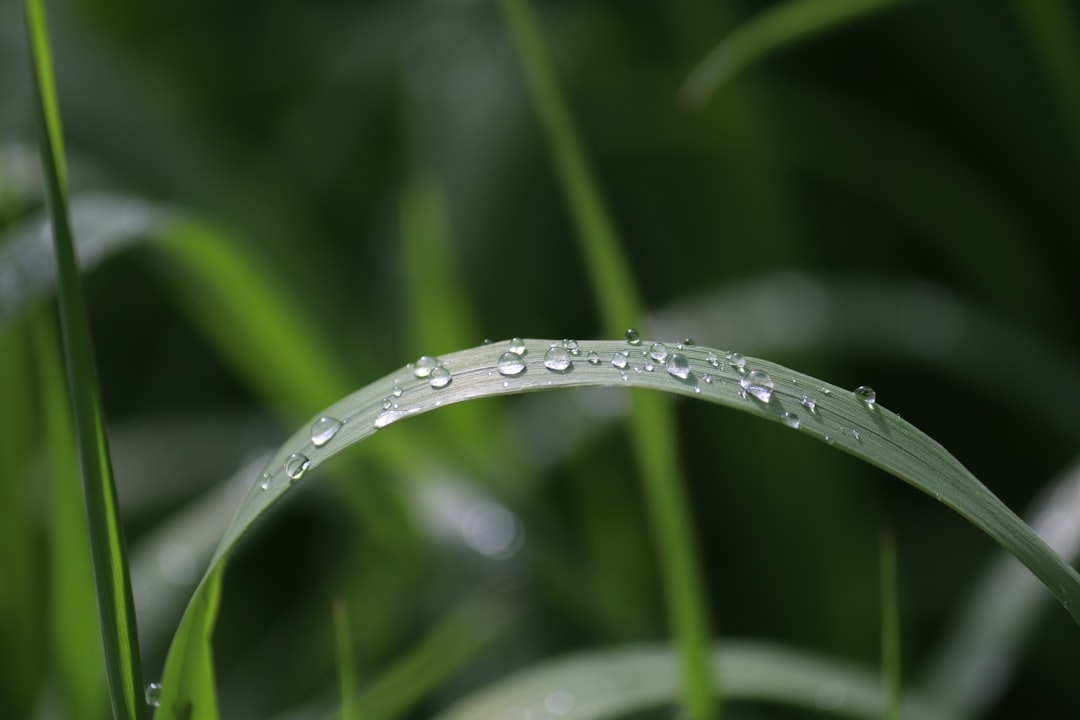 a close up of water droplets on a blade of grass