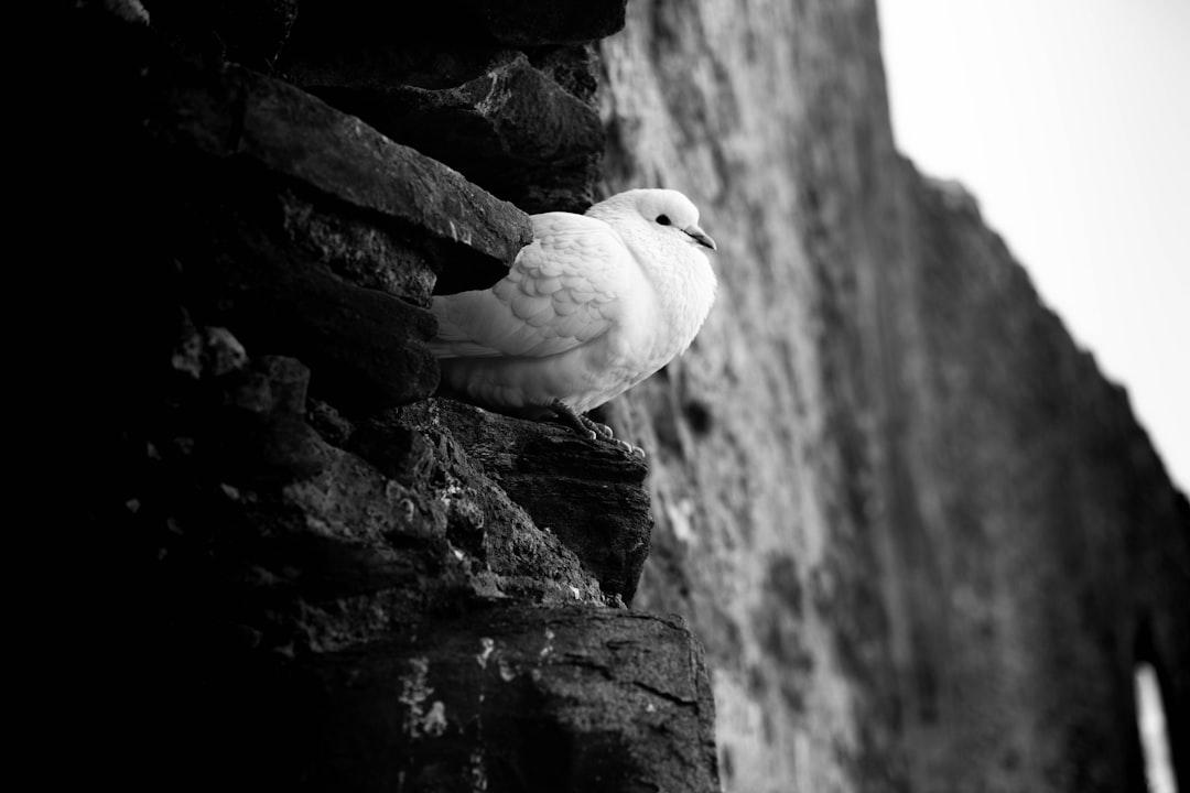 grayscale photo of bird on rock