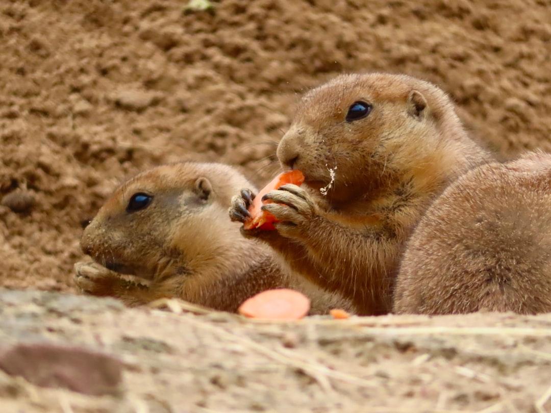 brown rodent on brown soil during daytime